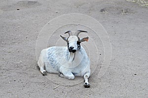 White Goat photo